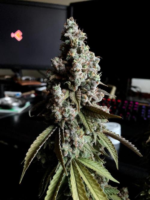 3M ⭕ Panama Red II. Week 20