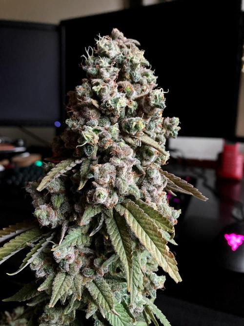 3M ⭕ Panama Red II. Week 20