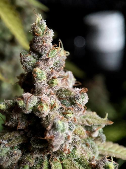 3M ⭕ Panama Red II. Week 20