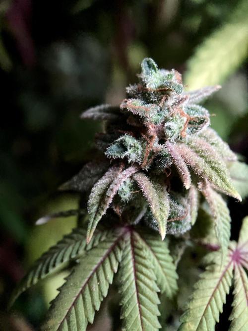 3M ⭕ Panama Red II. Week 20