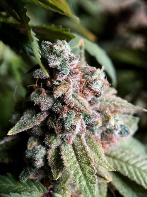 3M ⭕ Panama Red II. Week 20