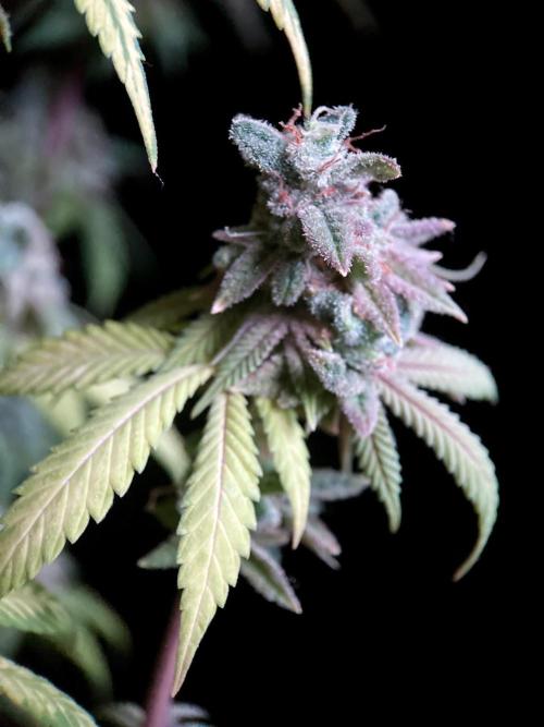 3M ⭕ Panama Red II. Week 20