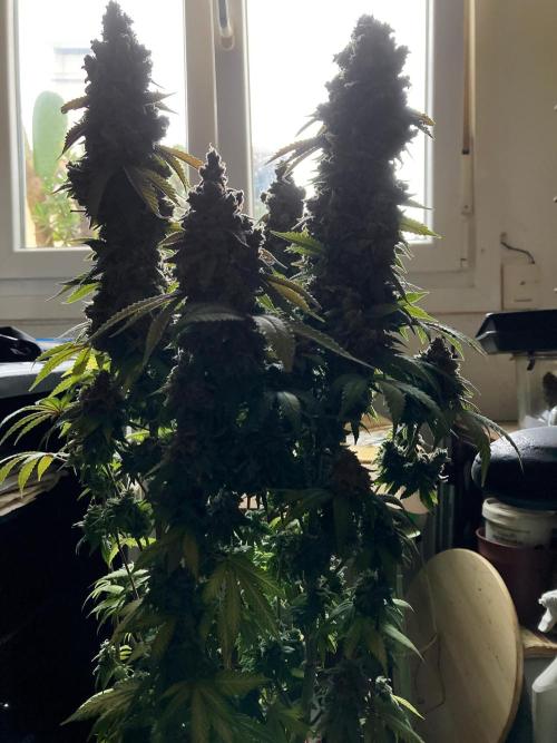 3M ⭕ Panama Red II. Week 20