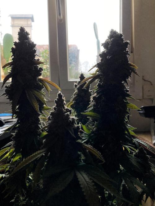 3M ⭕ Panama Red II. Week 20