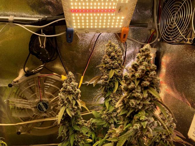 3M ⭕ Panama Red II. Week 20