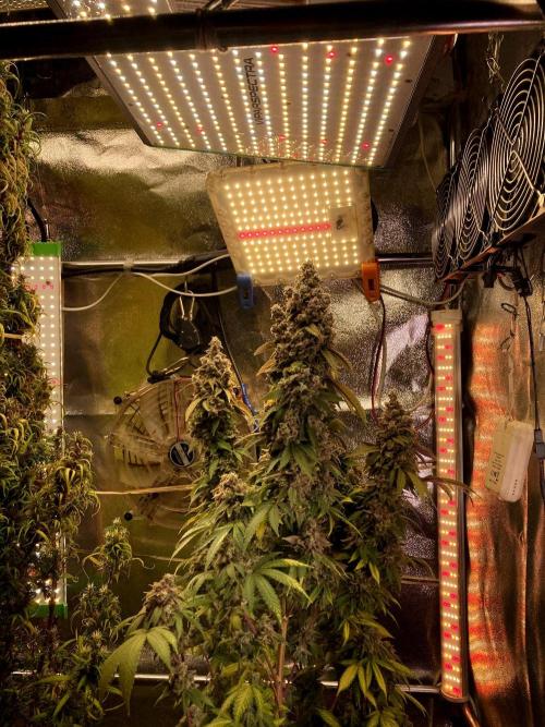 3M ⭕ Panama Red II. Week 20