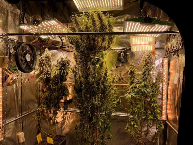 3M ⭕ Panama Red II. Week 20