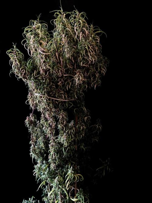 3M 🐵 Congo & x. Week 20