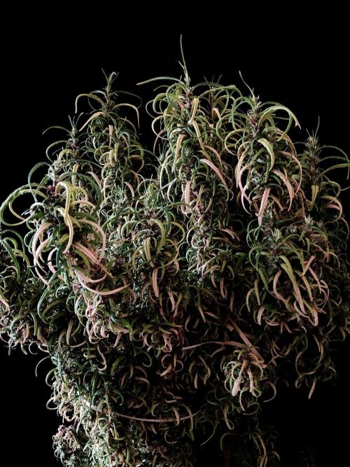 3M 🐵 Congo & x. Week 20