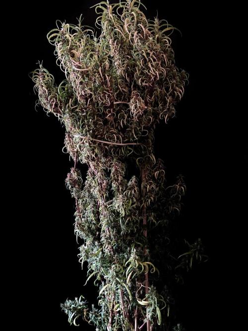 3M 🐵 Congo & x. Week 20