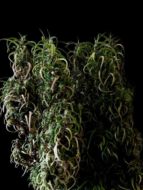 3M 🐵 Congo & x. Week 20