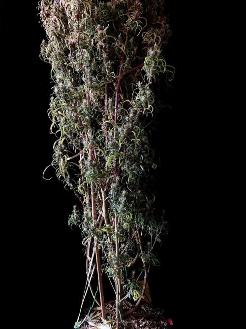 3M 🐵 Congo & x. Week 20