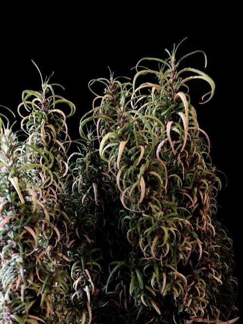 3M 🐵 Congo & x. Week 20