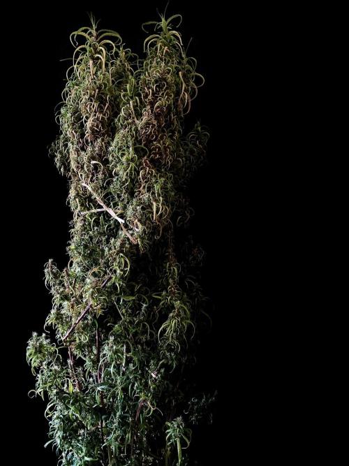 3M 🐵 Congo & x. Week 20