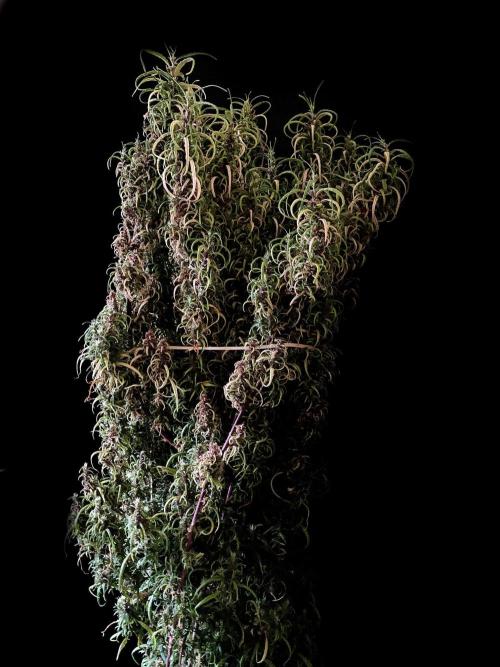 3M 🐵 Congo & x. Week 20