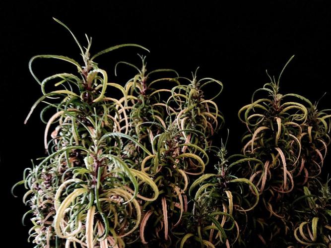 3M 🐵 Congo & x. Week 20