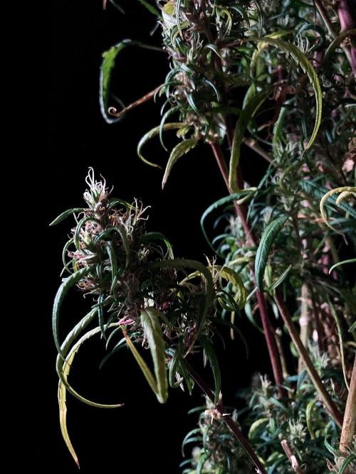 3M 🐵 Congo & x. Week 20