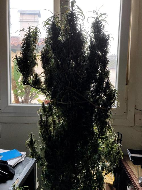 3M 🐵 Congo & x. Week 20