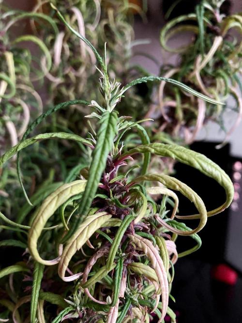 3M 🐵 Congo & x. Week 20