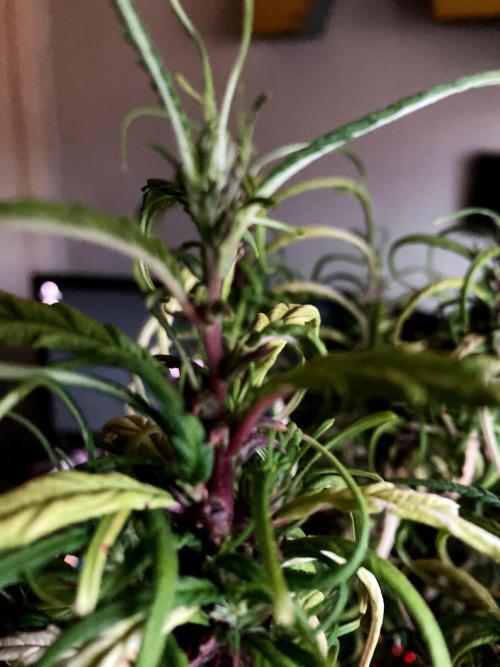 3M 🐵 Congo & x. Week 20