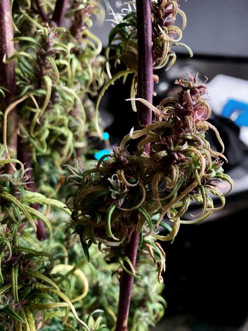 3M 🐵 Congo & x. Week 20