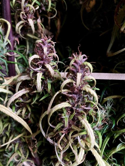 3M 🐵 Congo & x. Week 20