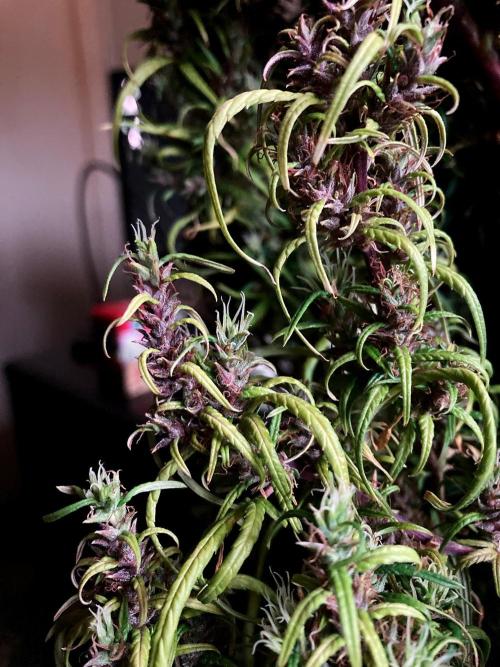 3M 🐵 Congo & x. Week 20