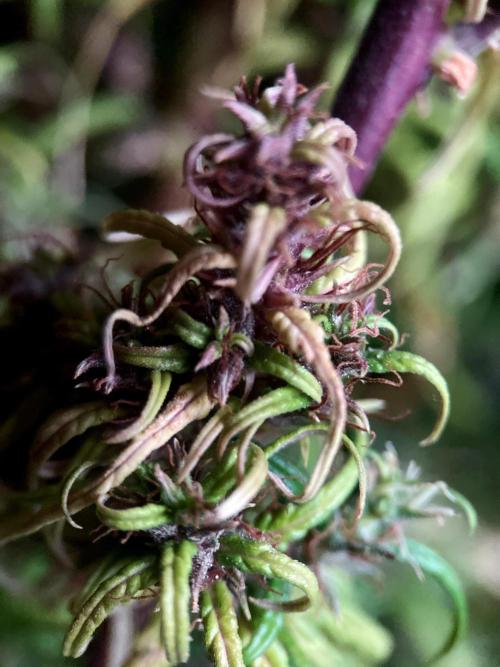 3M 🐵 Congo & x. Week 20