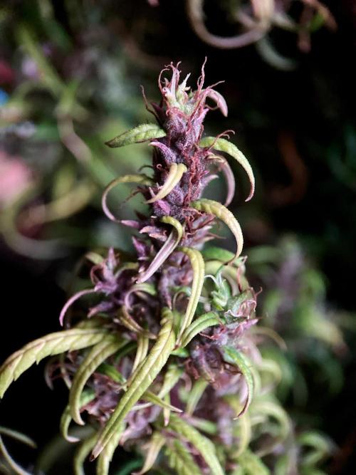 3M 🐵 Congo & x. Week 20