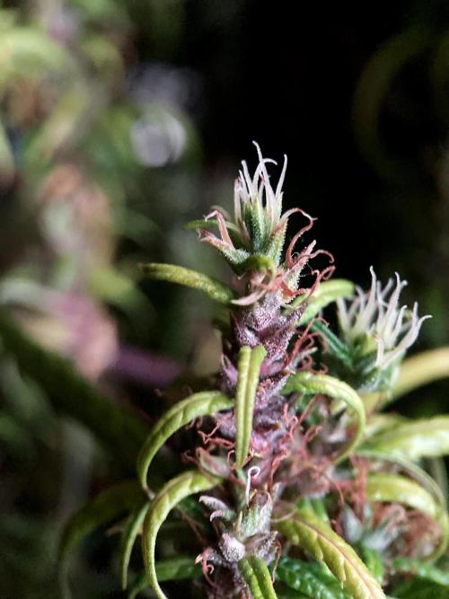 3M 🐵 Congo & x. Week 20