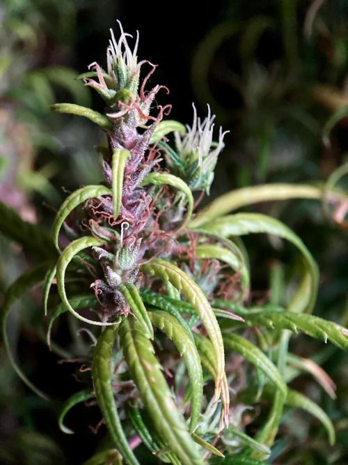 3M 🐵 Congo & x. Week 20