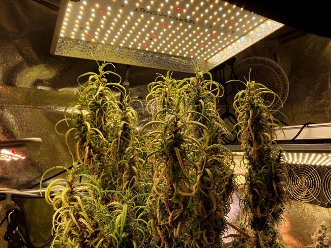 3M 🐵 Congo & x. Week 20