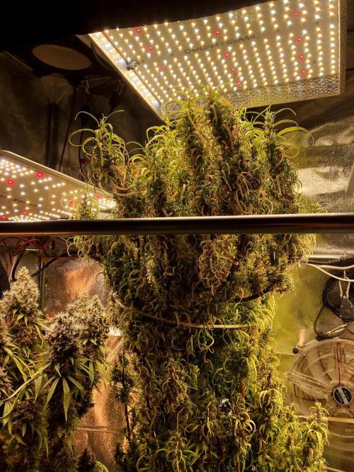 3M 🐵 Congo & x. Week 20