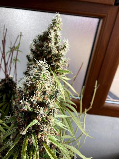 3M 🔻 Mendocino Purple Kush. Week 19