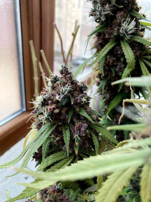 3M 🔻 Mendocino Purple Kush. Week 19