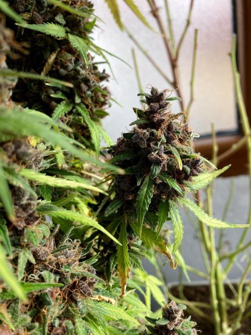 3M 🔻 Mendocino Purple Kush. Week 19