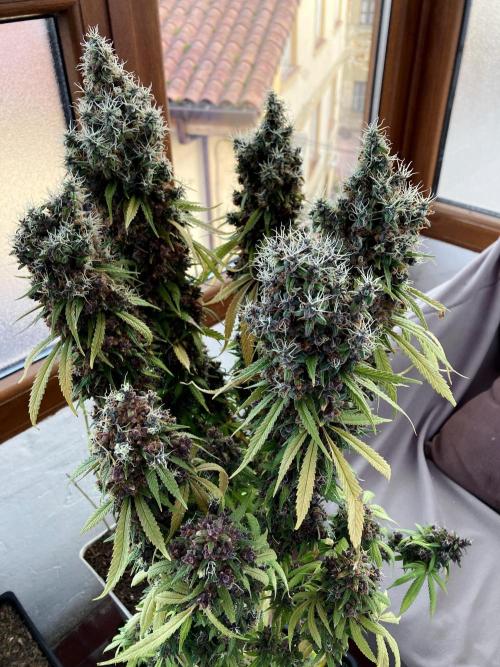 3M 🔻 Mendocino Purple Kush. Week 19