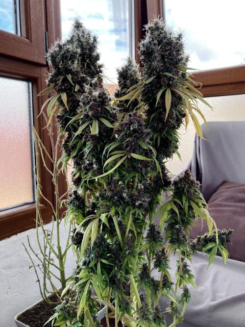 3M 🔻 Mendocino Purple Kush. Week 19