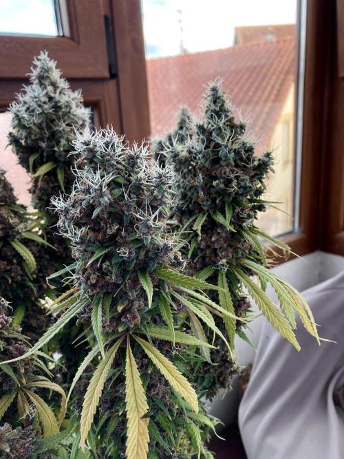 3M 🔻 Mendocino Purple Kush. Week 19