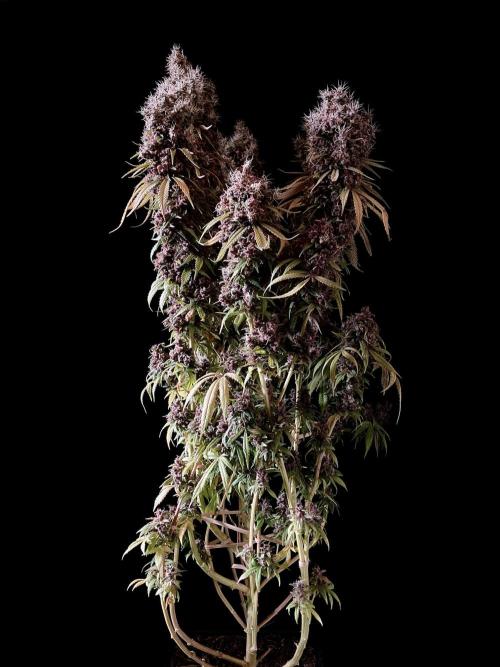 3M 🔻 Mendocino Purple Kush. Week 19