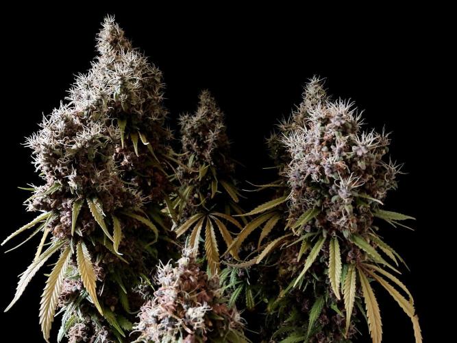 3M 🔻 Mendocino Purple Kush. Week 19