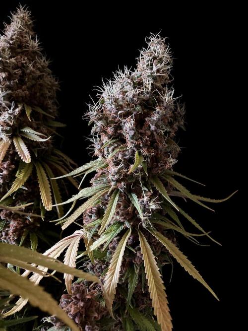 3M 🔻 Mendocino Purple Kush. Week 19