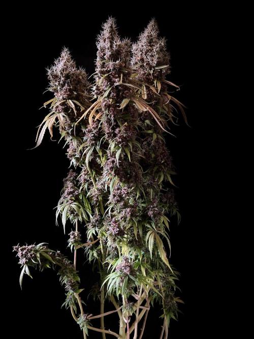 3M 🔻 Mendocino Purple Kush. Week 19