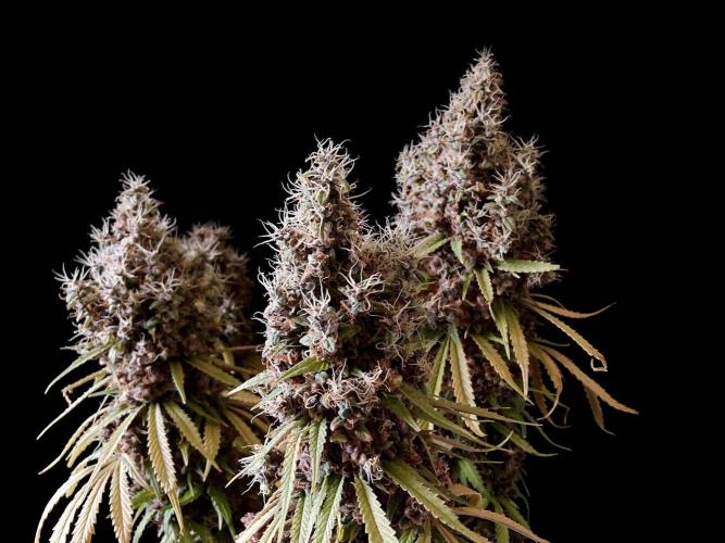 3M 🔻 Mendocino Purple Kush. Week 19