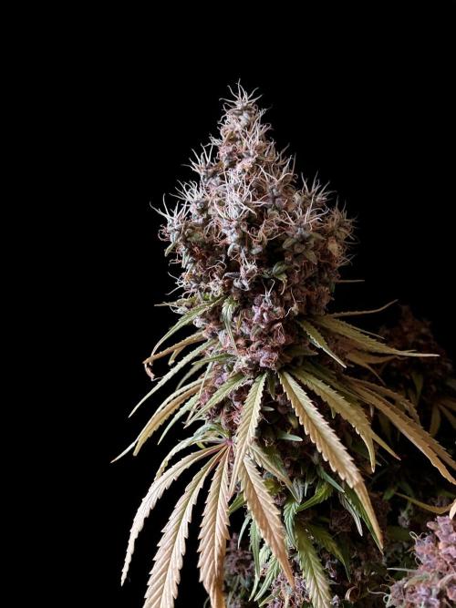 3M 🔻 Mendocino Purple Kush. Week 19