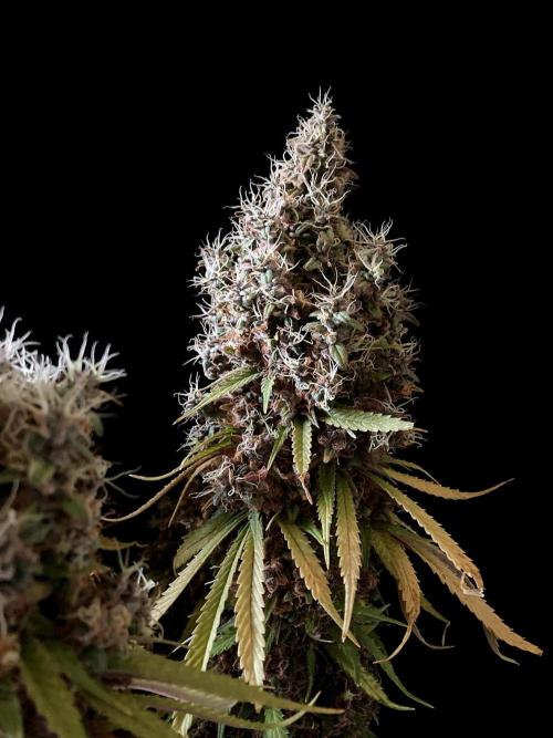 3M 🔻 Mendocino Purple Kush. Week 19