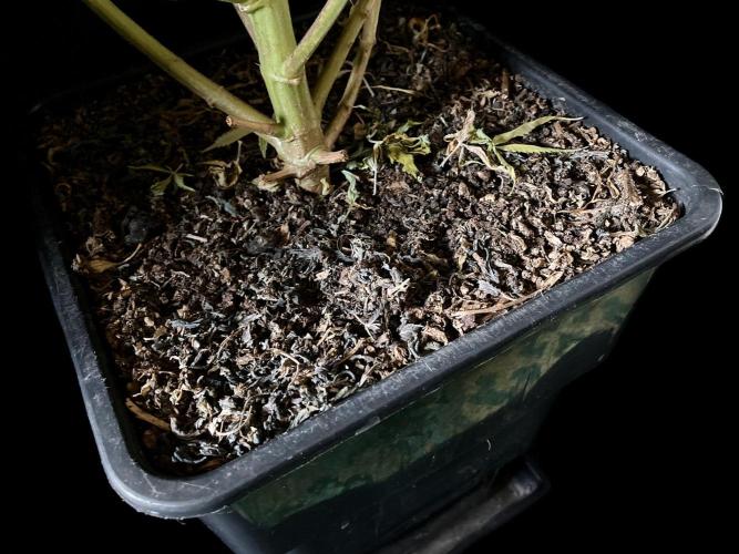 3M 🔻 Mendocino Purple Kush. Week 19 - Sacred Mulch