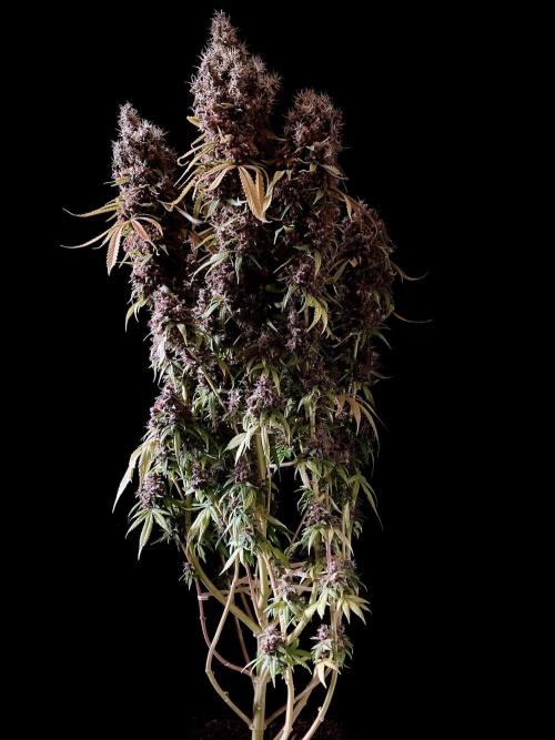 3M 🔻 Mendocino Purple Kush. Week 19