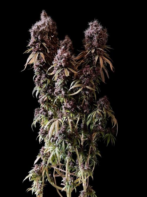 3M 🔻 Mendocino Purple Kush. Week 19