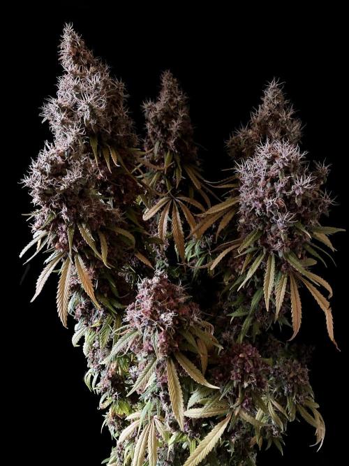 3M 🔻 Mendocino Purple Kush. Week 19